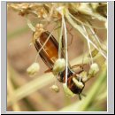 Platycheirus granditarsus - Schwebfliege w03.jpg